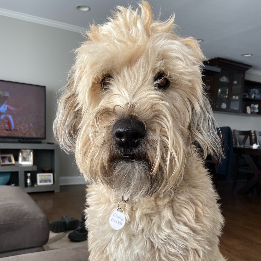 Meet your Posher, Ari